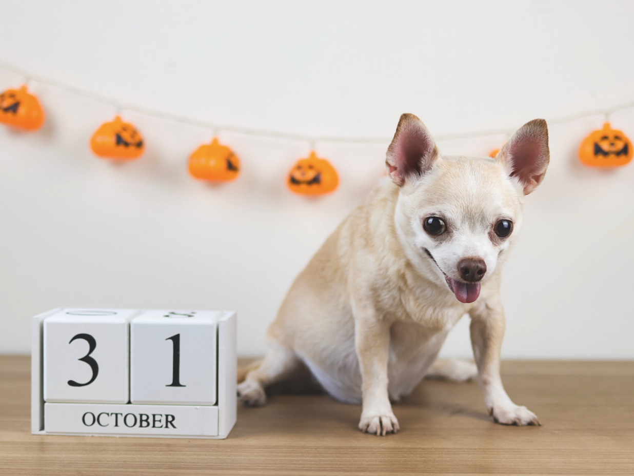 Dog in front of halloween decorations